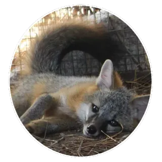 🦊 fuchs, tier, wildtier, graufuchs, süß, fell telegram sticker