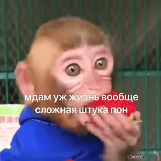 😒 мдам уж жизнь вообще сложная штука пон monkey, strawberry, meme, funny telegram sticker