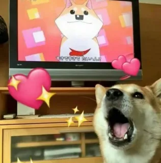 😍 すきでてで きで てたいめん！！ hond, shiba inu, anime, hartjes, schattig, grappig, televisie telegram sticker