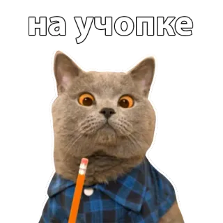 🎒 на учёпке cat, pencil, education, animal, cute, funny whatsapp sticker