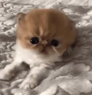 😞 kociak, kot, zwierzę, słodki, zwierzę domowe telegram sticker