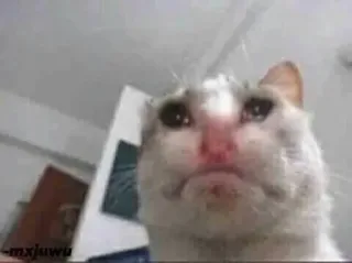 😭 cat, sad, meme, crying, animal telegram sticker