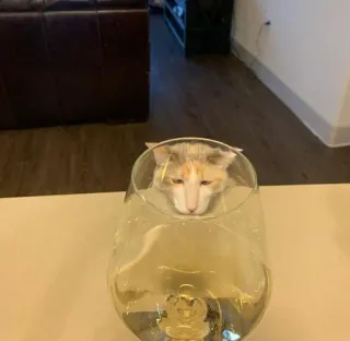 🤫 cat, glass, wine glass, animal, pet, cute telegram sticker