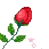 🌹