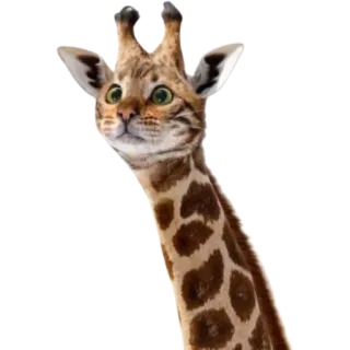 🤓 giraffe, cat, hybrid, animal, funny, meme telegram sticker