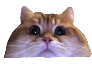 😶 kat, dier, huisdier, schattig, kitten, ogen telegram sticker