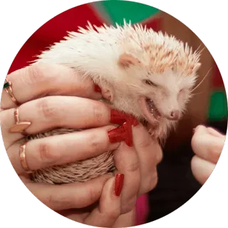 🦔 Hedgehog memes @lennysticker telegram stickers