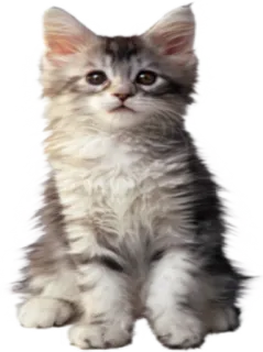😐 kucing, anak kucing, hewan, peliharaan, imut, kucing, kucing domestik telegram sticker