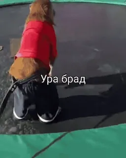 Бибизяны @dybadybpwnz telegram stickers