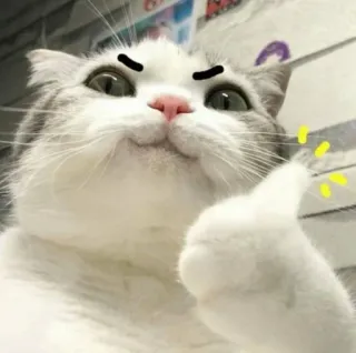 👍 mèo, thích, động vật, dễ thương, tích cực, chấp thuận telegram sticker
