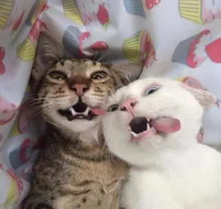 🤪 кошки, животные, питомцы, язык, смешные, милые telegram sticker