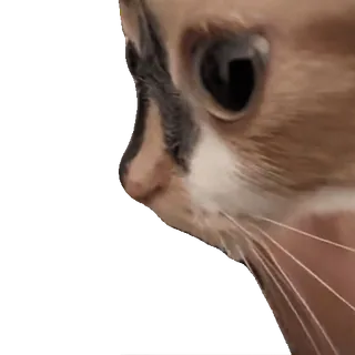 🙃 chat, animal, mème, mignon, animal de compagnie, floppa whatsapp sticker