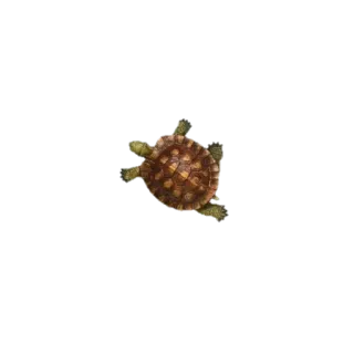 🐢 거북이, 동물, 파충류, 껍질, 야생 동물, 자연 telegram sticker