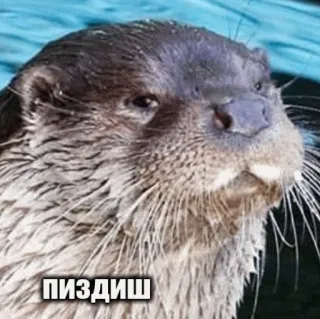 🤨 ПИЗДИШ otter, animal, mammal, russian text, offensive telegram sticker
