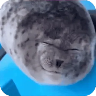 😜 foca, animal, fofo, mamífero, vida selvagem whatsapp sticker