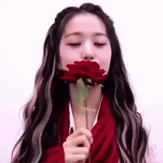 🌹 cô gái, hoa hồng, hoa, phụ nữ, vẻ đẹp, kpop, đỏ telegram sticker