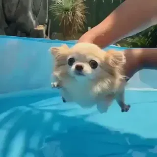 🐩 dog, chihuahua, pool, swimming, animal, pet telegram sticker