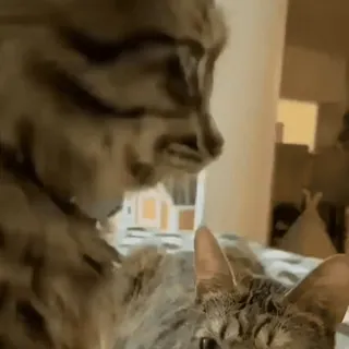 🧶 gato, animal, mascota, gato doméstico, felino, mamífero, gato atigrado whatsapp sticker