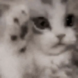😱 gato, animal, mascota, mamífero, animal doméstico, felino whatsapp sticker
