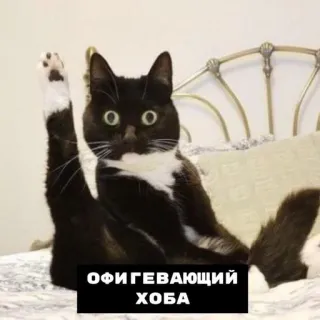 😺 ОФИГЕВАЮЩИЙ ХОБА mèo, hài hước, động vật, nga, văn bản, nhãn dán telegram sticker