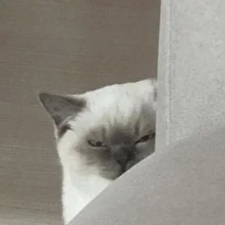 😑 gato, animal, mascota, felino, gato blanco, siamés telegram sticker