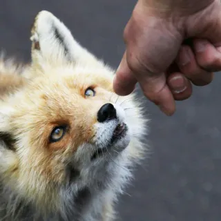 🦊 whatsapp sticker
