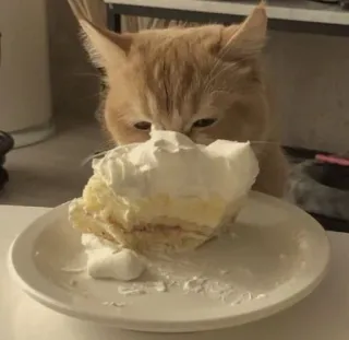 🌟 Katze, Kuchen, Dessert, Essen, Tier, süß, Süßigkeit telegram sticker