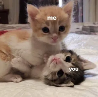 🌟 me
you 猫, 子猫, 動物, ペット, 友情, ミーム telegram sticker