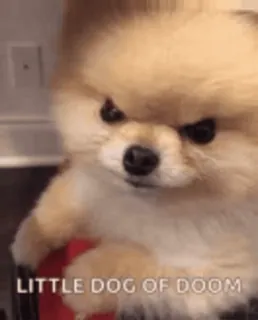🌟 LITTLE DOG OF DOOM dog, angry, pomeranian, meme, pet telegram sticker