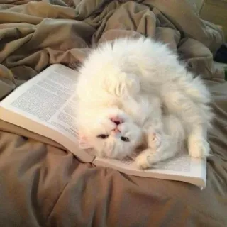 🕯 猫, 本, 白猫, 読書, ペット, ふわふわ, 動物 whatsapp sticker
