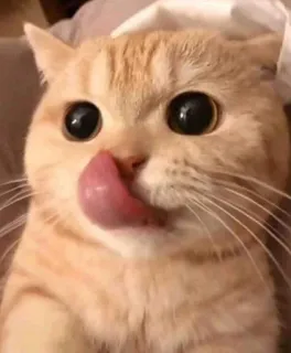 👅 kucing, hewan peliharaan, binatang, imut, menjilat, hewan peliharaan, felin telegram sticker