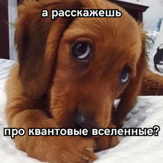 🕊 а расскажешь про квантовые вселенные? dog, puppy, cute, quantum, universe, meme telegram sticker