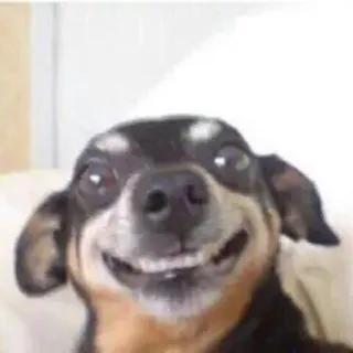 😁 perro, animal, mascota, meme, gracioso, sonriendo telegram sticker