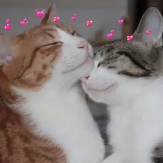 😘 猫, 愛, 動物, キス, ペット, 友情, かわいい telegram sticker