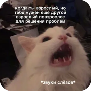 🫥 когда ты взрослый, но тебе нужен ещё другой взрослый повзрослее для решения проблем *звуки слёзов* cat, screaming cat, meme, adulthood, crying, stressed, funny, relatable telegram sticker
