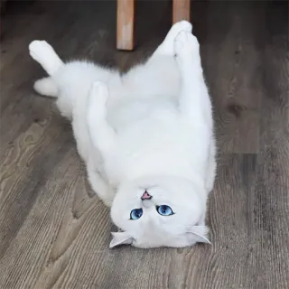 😊 gato, gato branco, olhos azuis, animal de estimação, animal, fofo telegram sticker
