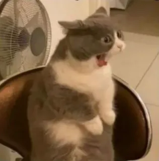 🙀 Katze, ängstlich, lustig, schockiert, Haustier, Tier telegram sticker