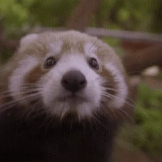 👋 Panda, Panda rosso, Carino, Animale, Fauna selvatica telegram sticker