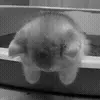 🥺