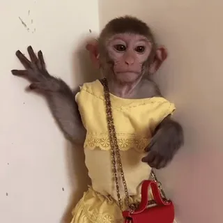☺️ macaco, animal, vestido, fofo, primata, moda, macaco whatsapp sticker