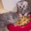 🐱