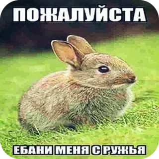 🥰 ПОЖАЛУЙСТА
ЕБАНИ МЕНЯ С РУЖЬЯ ウサギ, うさぎ, 攻撃的, 暴言 telegram sticker