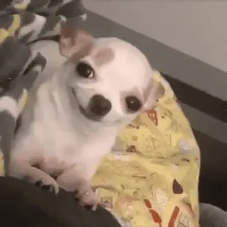 😃 Chihuahua whatsapp sticker