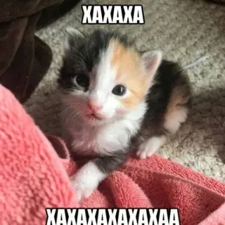 😂 XAXAXA
XAXAXAXAXAXAA 子猫, 猫, かわいい, ミーム, 面白い telegram sticker