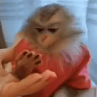 🌟 macaco, animal, dedo do meio, ofensivo, gesto telegram sticker