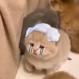 😥 子猫, 猫, 泣く, 悲しい, 動物, 可愛い telegram sticker