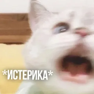 😵 *ИСТЕРИКА* แมว, ฮิสทีเรีย, ฮิสทีเรีย, สัตว์, มีม, กรีดร้อง telegram sticker