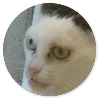 😄 chat, animal, animal de compagnie, mème, drôle telegram sticker
