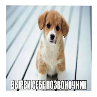 🐶 ВЫРВИ СЕБЕ ПОЗВОНОЧНИК chiot, offensant, texte, animal, chien, mème telegram sticker