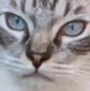 🙀 cat, animal, pet, domestic animal, face telegram sticker